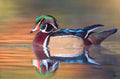 Stillwater Majesty by J.R. Hess | Prismacolor Pencil | Sage Creek Gallery