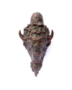 Buffalo Head (Edition of 50) by Scott Rogers | Bronze | Sage Creek Gallery | Image 2