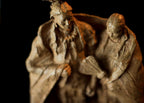 The Wedding Blanket (Edition of 30) by Scott Rogers | Bronze | Sage Creek Gallery | Close Up 2